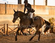 xx FZ TosTour2013- S5 3126 : Arezzo, Arezzo Equestrian Centre, Cavalli d'Italia, Toscana Tour 2013, foto di Stefano Secchi ©, xx FZ